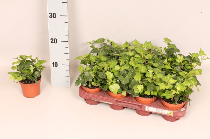 Hedera helix Wonder