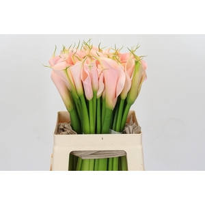 Zantedeschia Eydolls Salmon