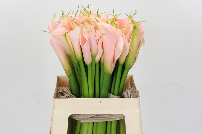 <h4>Zantedeschia Eydolls Salmon</h4>