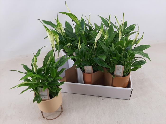 <h4>SPATH CHOPIN</h4>