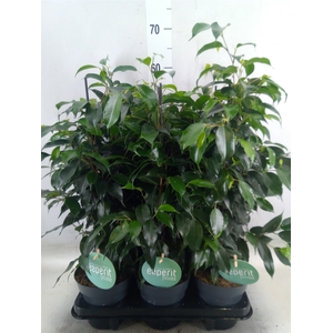 Ficus benja. 'Danielle'