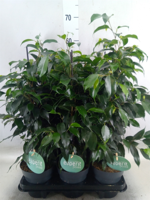 <h4>Ficus benja. 'Danielle'</h4>
