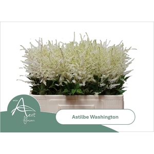 ASTIL JA WASHINGTON