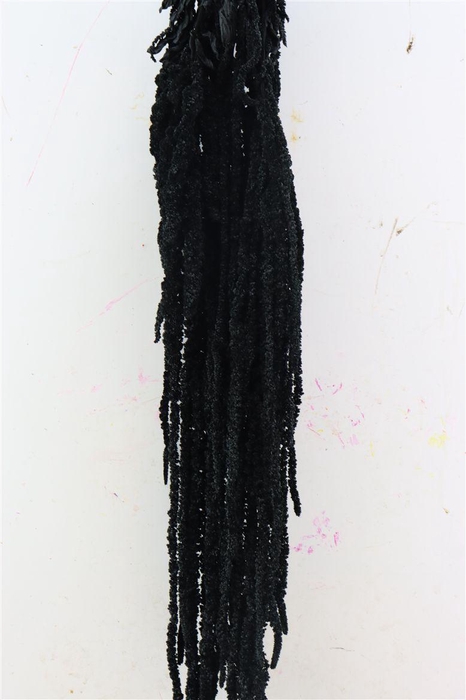 <h4>Pres Amaranthus Caud Black Bunch</h4>