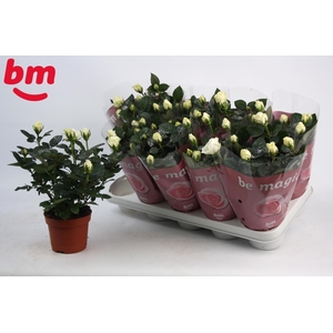 Rosa White Beau Monde met glitter (12 cm)
