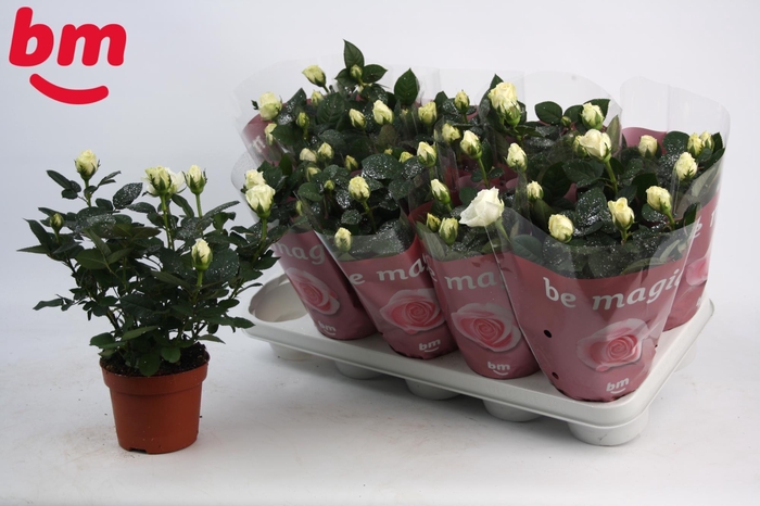 <h4>Rosa White Beau Monde met glitter (12 cm)</h4>