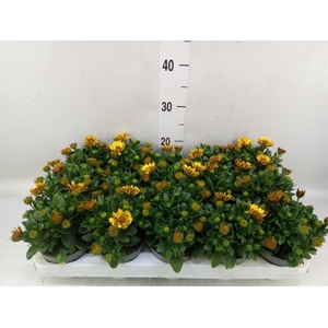 Osteospermum  '3D Deep Sun'