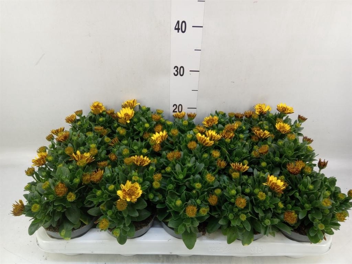 <h4>Osteospermum  '3D Deep Sun'</h4>