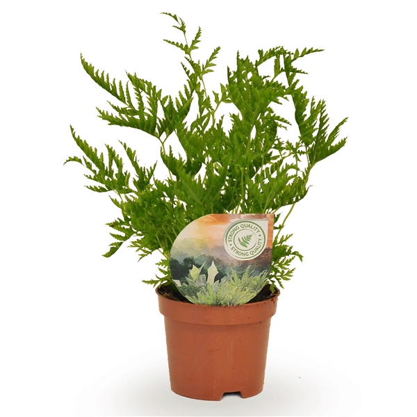 <h4>Pteris straminea</h4>