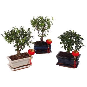 Bonsai Mixed in ø15cm Ceramic with Saucer Ball Shape