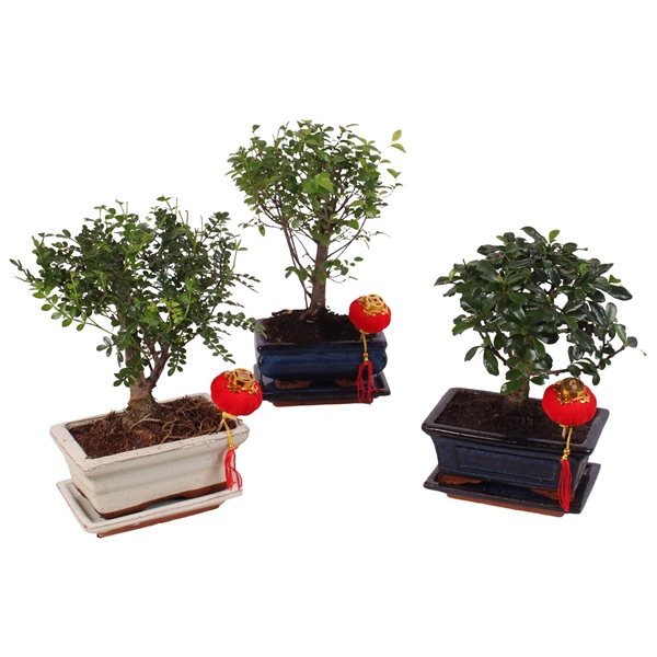 <h4>Bonsai Mixed in ø15cm Ceramic with Saucer Ball Shape</h4>