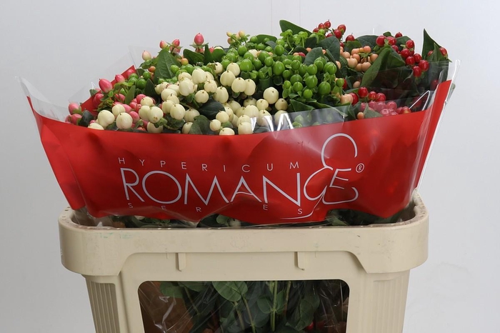 Hypericum Rainbow Romance Spray