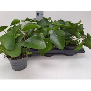 PILEA PEPEROMIOIDES