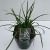 Carex 'Irisch Green'