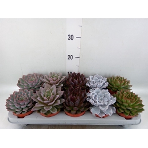 Echeveria   ...mix
