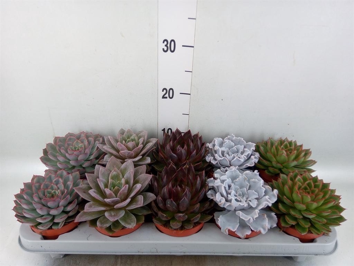 <h4>Echeveria   ...mix</h4>