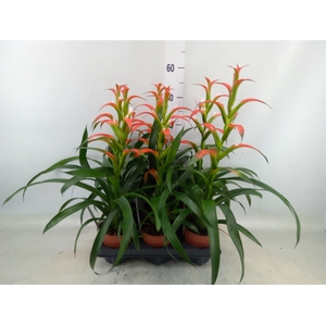 Guzmania wittmackii   ...red