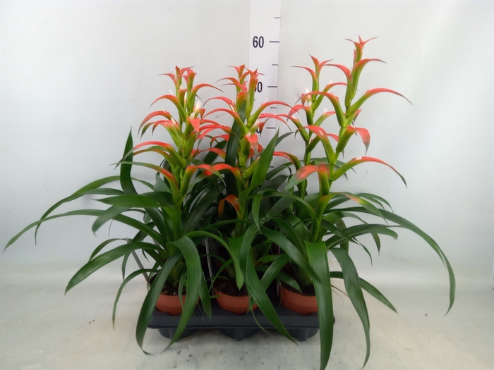 <h4>Guzmania wittmackii   ...red</h4>