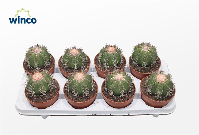 <h4>Melocactus Ruestii</h4>