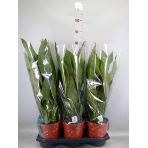 Spathiphyllum  'Bingo Cupido'