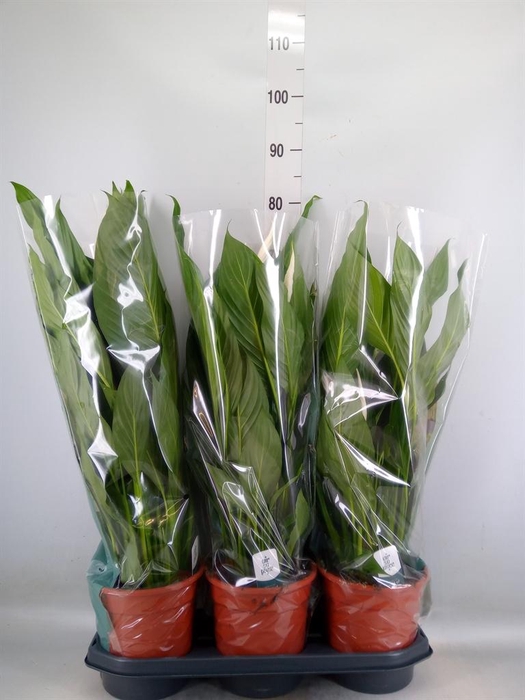 <h4>Spathiphyllum  'Bingo Cupido'</h4>