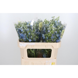 Delphinium En Ballkleid