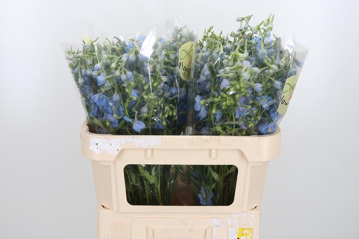 <h4>Delphinium En Ballkleid</h4>