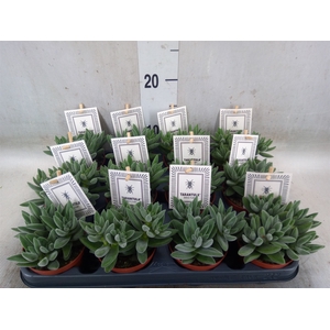 Crassula  'Tarantula'