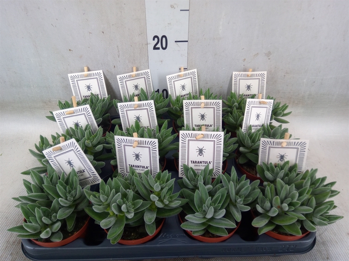 <h4>Crassula  'Tarantula'</h4>