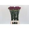 Allium Sphaerocephalon
