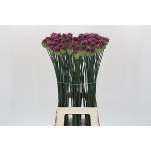 Allium Sphaerocephalon