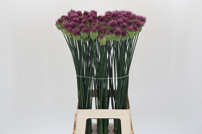 <h4>Allium Sphaerocephalon</h4>