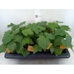 Sparrmannia africana