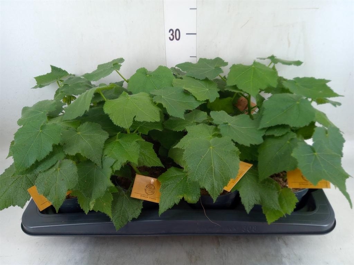 <h4>Sparrmannia africana</h4>