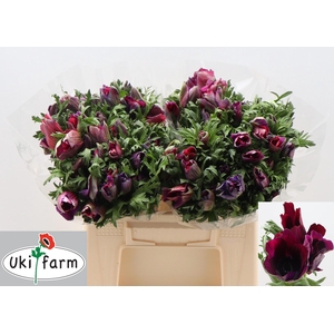 ANEM CO GALIL BORDEA