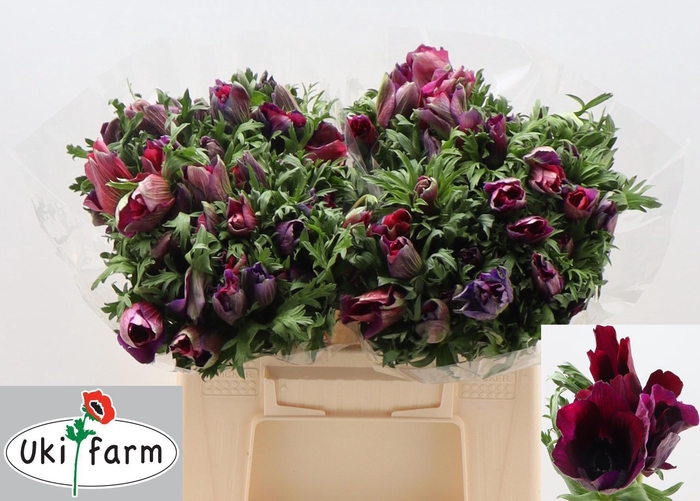 <h4>ANEM CO GALIL BORDEA</h4>