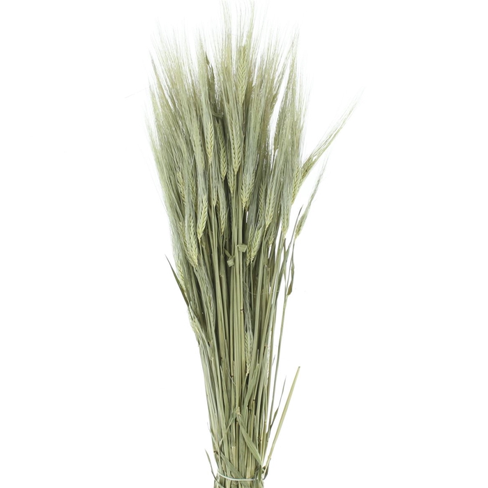 <h4>Dried Hordeum (gerst) Naturel</h4>