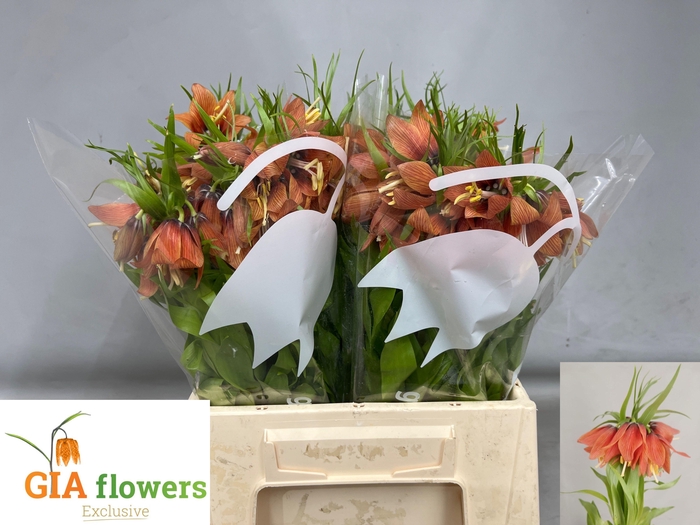 <h4>FRIT IMPERIALIS</h4>