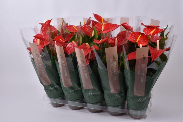 <h4>Anthurium Everio Just Perfection</h4>