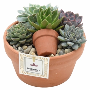 Luxury arrangement Echeveria in terracotta bowl 17 cm