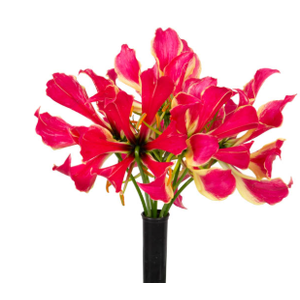 GLORIOSA FLOR