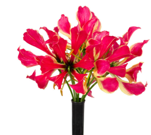 <h4>GLORIOSA FLOR</h4>