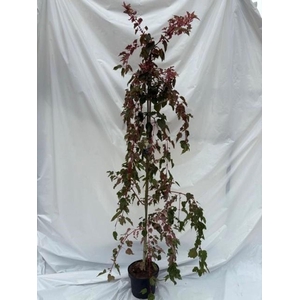 Acer conspicuum Red Flamingo