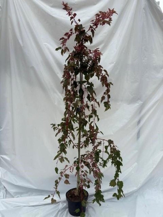 <h4>Acer conspicuum Red Flamingo</h4>