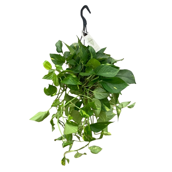 <h4>Scindapsus hangpot.</h4>