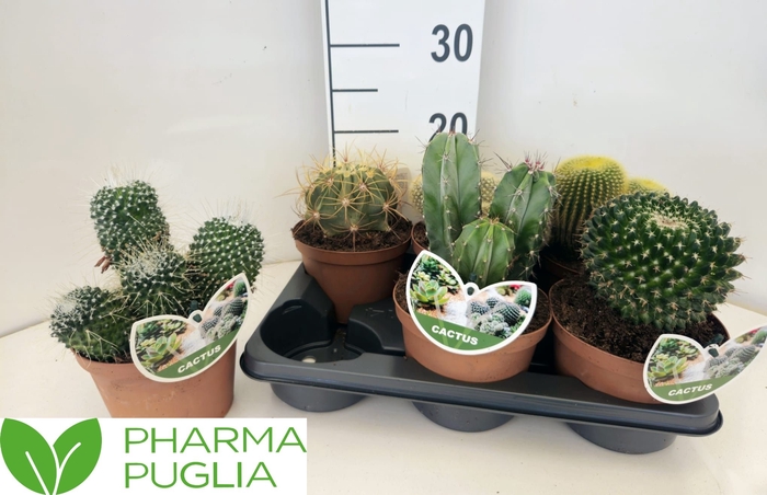 <h4>CACTUS GEM</h4>