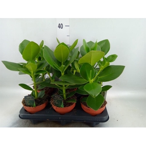 Clusia rosea 'Princess'