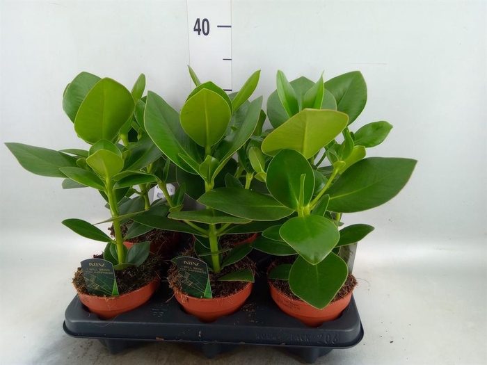 <h4>Clusia rosea 'Princess'</h4>