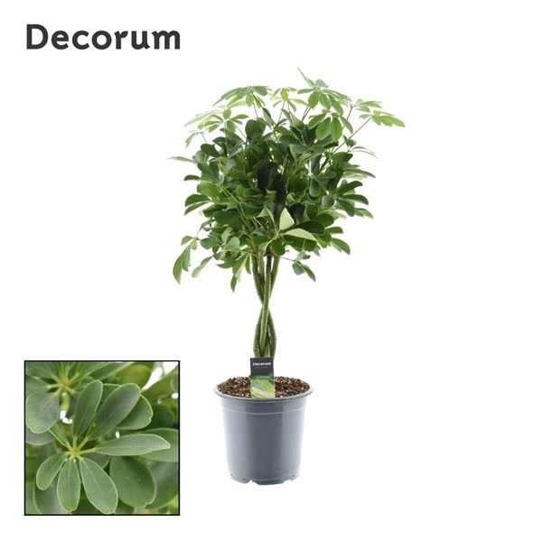 <h4>Schefflera Compacta Nora Gevlochten Stam</h4>