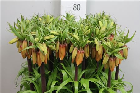 <h4>Fritillaria Orange Sweet</h4>